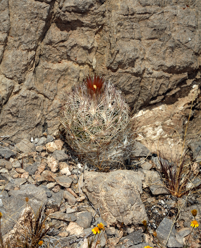 Image of <i>Coryphantha chlorantha</i>