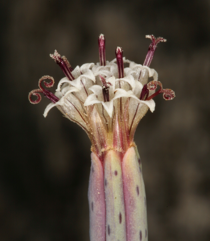 صورة Porophyllum gracile Benth.