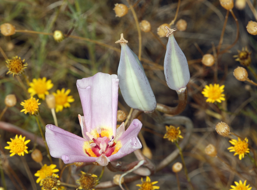 Image of winding mariposa lily