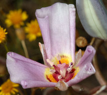 Image of winding mariposa lily