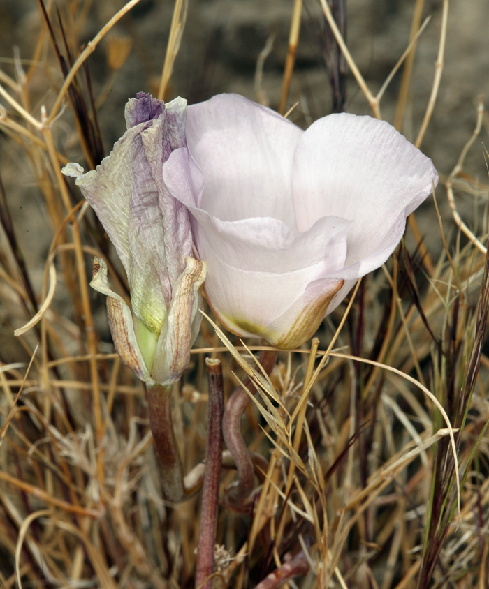 Image of winding mariposa lily