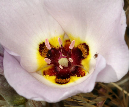 Image of winding mariposa lily