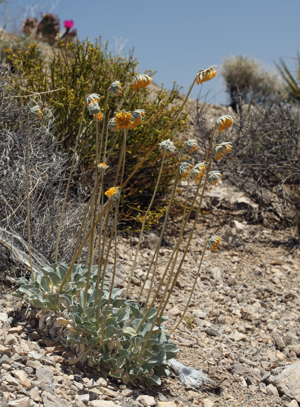 صورة Enceliopsis nudicaulis (A. Gray) A. Nels.