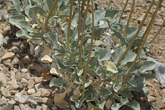 Image of nakedstem sunray