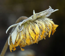 صورة Enceliopsis nudicaulis (A. Gray) A. Nels.