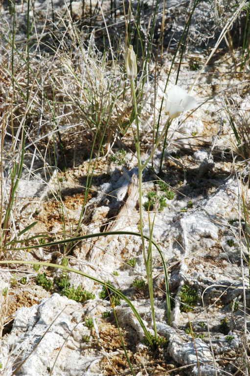 Imagem de Calochortus excavatus Greene