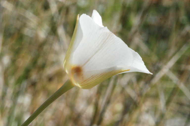 Imagem de Calochortus excavatus Greene