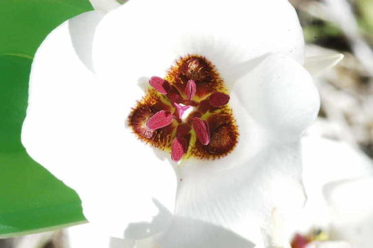 Image of Inyo County star-tulip