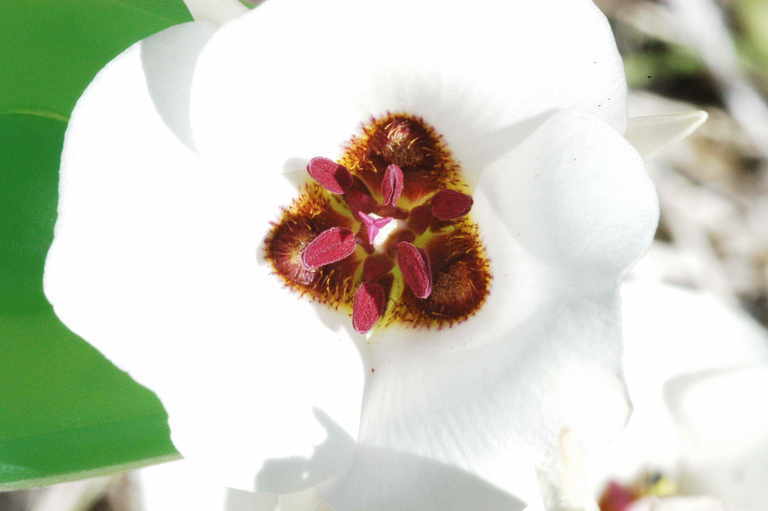 Imagem de Calochortus excavatus Greene