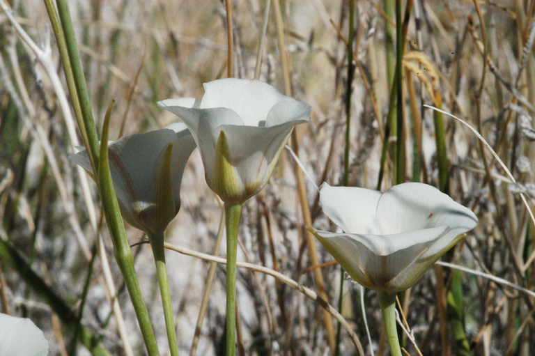 Imagem de Calochortus excavatus Greene