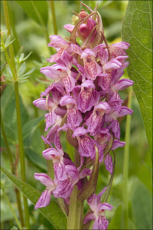 Dactylorhiza incarnata (L.) Soó resmi