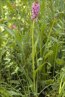 Dactylorhiza incarnata (L.) Soó resmi