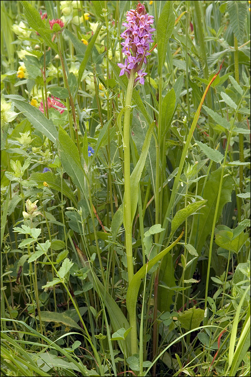 Dactylorhiza incarnata (L.) Soó resmi