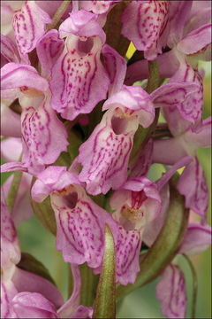 Dactylorhiza incarnata (L.) Soó resmi