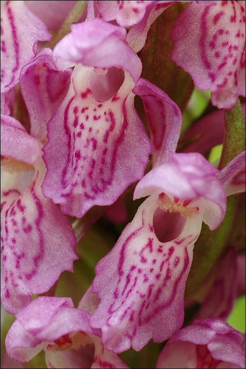 Dactylorhiza incarnata (L.) Soó resmi