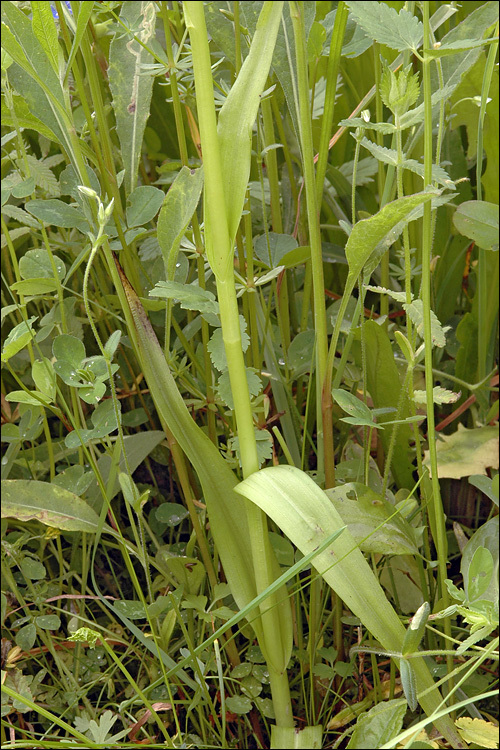 Dactylorhiza incarnata (L.) Soó resmi