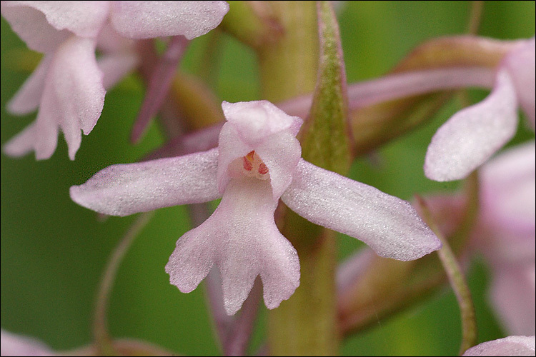 Image of <i>Gymnadenia <i>conopsea</i></i> ssp. conopsea