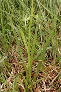 Image of <i>Gymnadenia <i>conopsea</i></i> ssp. conopsea