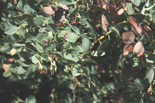 Imagem de Arctostaphylos glauca Lindl.