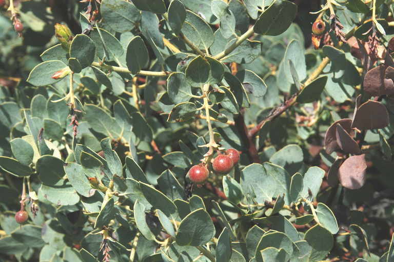 Image of bigberry manzanita