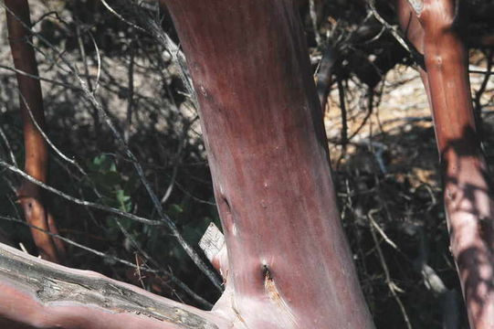 Imagem de Arctostaphylos glauca Lindl.