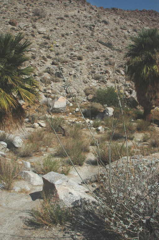 Image of whitestem milkweed