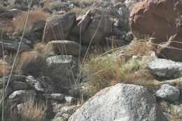 Image of whitestem milkweed