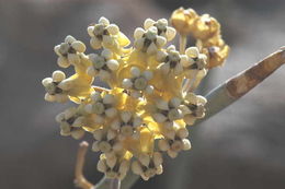 Asclepias albicans S. Wats. resmi