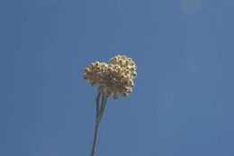 Asclepias albicans S. Wats. resmi