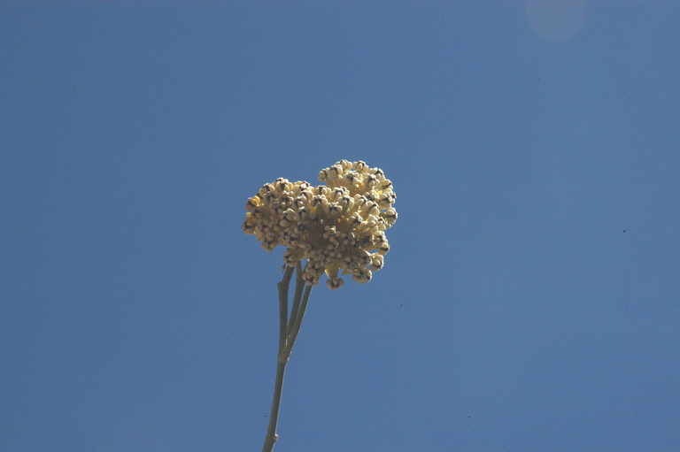 Asclepias albicans S. Wats. resmi