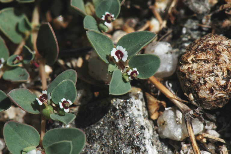 Image of whitemargin sandmat