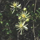 Image of ropevine clematis