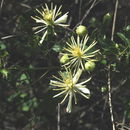 Image de Clematis pauciflora Nutt. ex Torr. & Gray