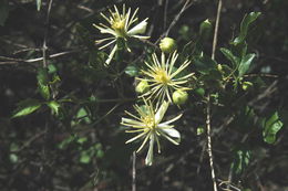 Imagem de Clematis pauciflora Nutt. ex Torr. & Gray