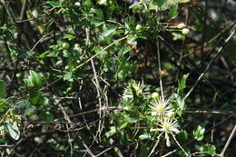 Imagem de Clematis pauciflora Nutt. ex Torr. & Gray