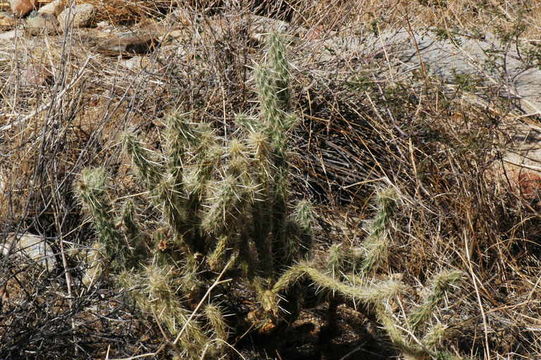 Image of <i>Cylindropuntia californica</i> var. <i>parkeri</i>