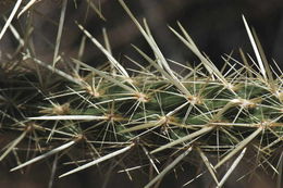 Image of <i>Cylindropuntia californica</i> var. <i>parkeri</i>