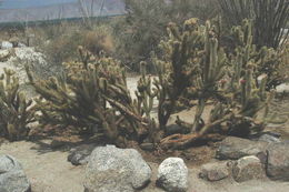 Image of Wolf's opuntia