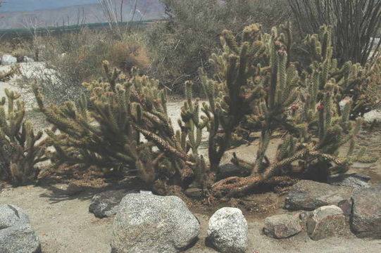 Image of Wolf's opuntia