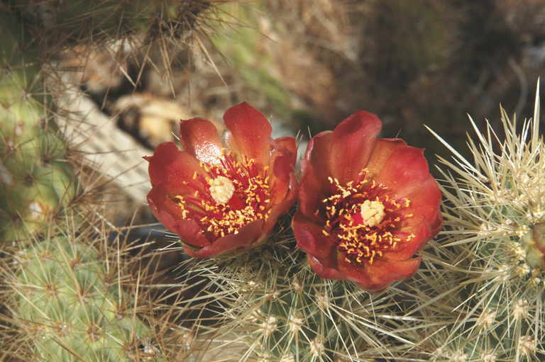 Image of Wolf's opuntia