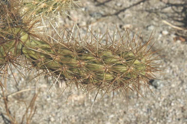 Image de Cylindropuntia wolfii (L. D. Benson) M. A. Baker