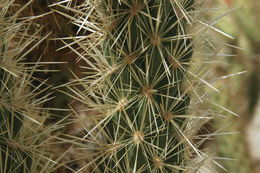 Image de Cylindropuntia wolfii (L. D. Benson) M. A. Baker