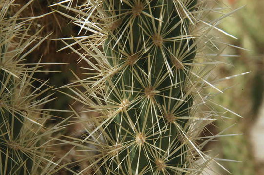 Image of Wolf's opuntia