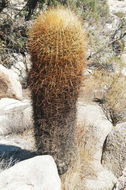 Plancia ëd Ferocactus cylindraceus (Engelm.) Orcutt