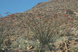 Image of ocotillo