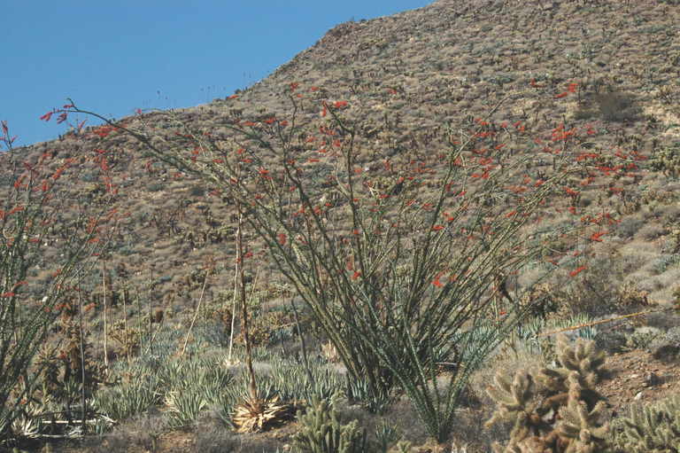 Imagem de Fouquieria splendens Engelm.