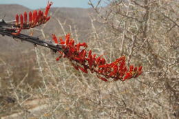 Image of ocotillo