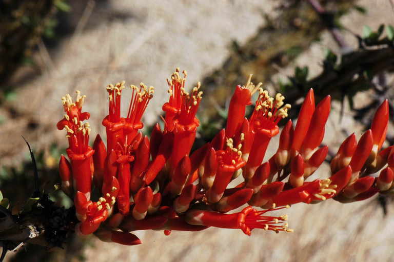 Image of ocotillo