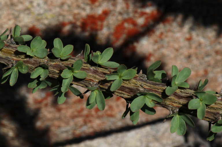 Image of ocotillo