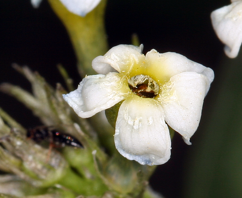 Plancia ëd Amsonia tomentosa Torr. & Frem.